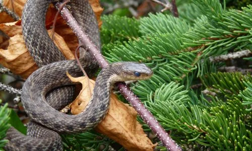 Orm på skansen akvariet