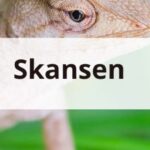 Skansen – Köp biljetter online